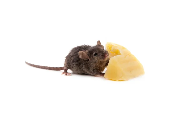 Мышь и сыр — стоковое фото
