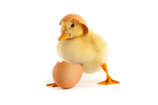 Yellow small duckling Royalty Free Stock Images