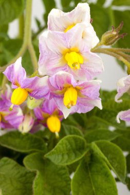 yaprakları ile patates