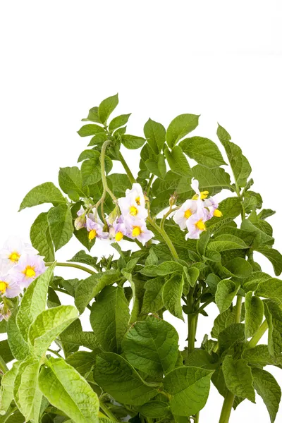 The potato with leaves — Stock Photo, Image