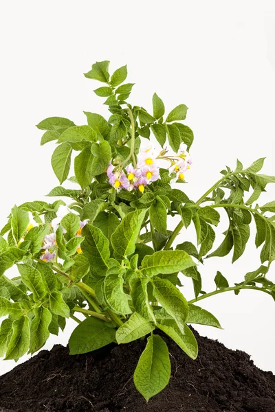 The potato with leaves — Stock Photo, Image