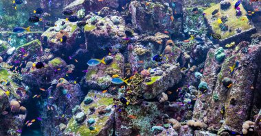 coral reef akvaryum tropikal balık