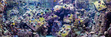 coral reef akvaryum tropikal balık