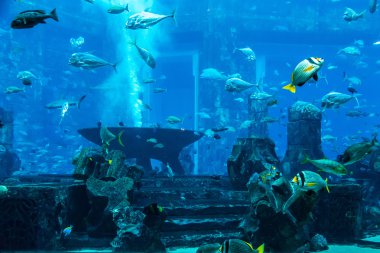 coral reef akvaryum tropikal balık