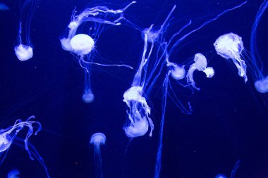 Картина, постер, плакат, фотообои "красивые медузы медленно движутся в аквариуме в дубае", артикул 44700535