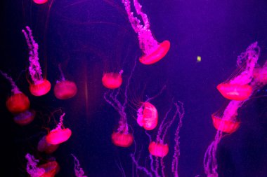 Dubai 'de akvaryumda yavaş hareket eden güzel denizanaları.