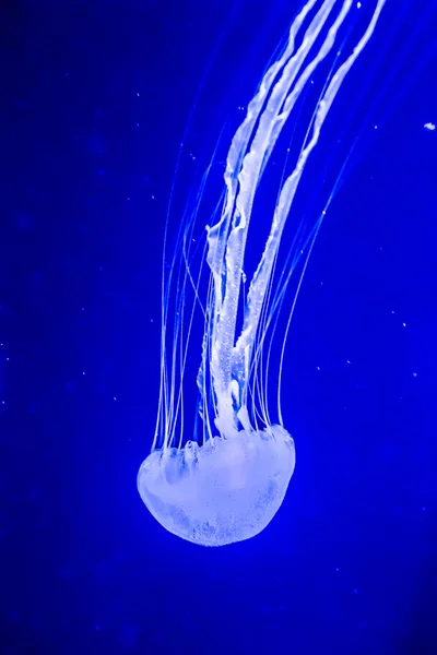 Beautiful jellyfish moving slowly in aquarium in Dubai — Stock Photo, Image