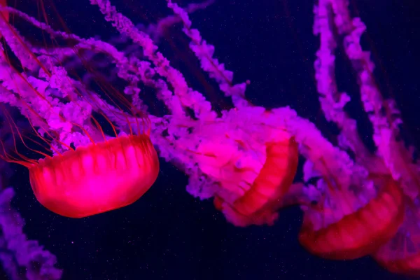 Belle meduse che si muovono lentamente in acquario a Dubai — Foto Stock