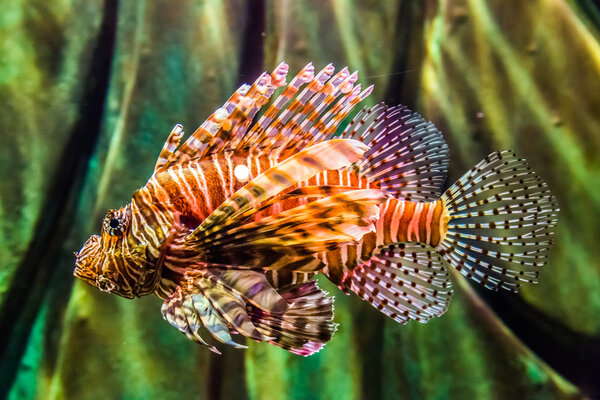 Close up view of a venomous Red lionfish