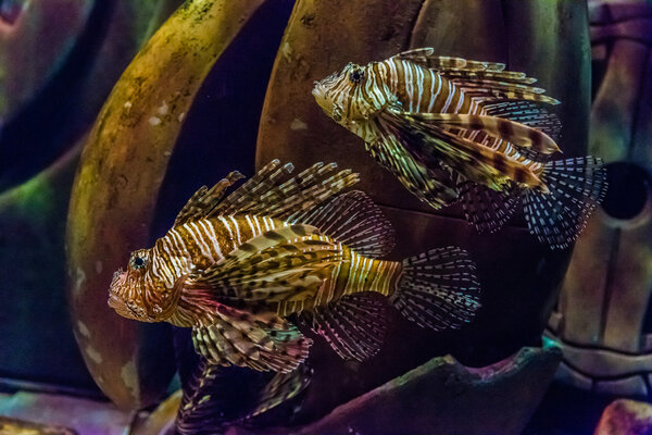Close up view of a venomous Red lionfish — Stock Photo, Image