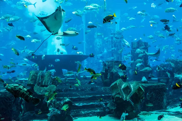 魟鱼。在一片珊瑚礁水族馆热带鱼 — 图库照片