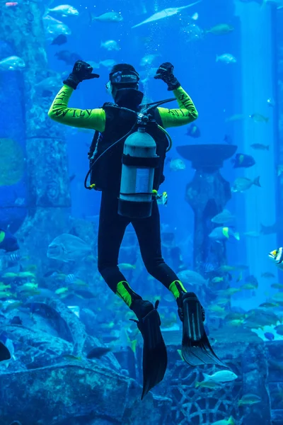 Enorme acuario en Dubai. Buceador alimentación de peces . — Foto de Stock