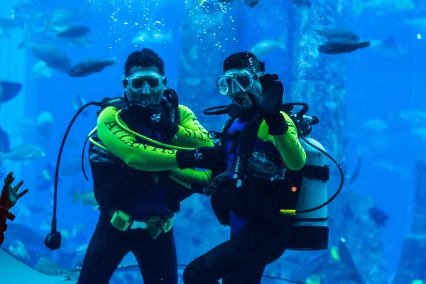 ドバイの巨大な水族館。ダイバーが魚の餌付け. — ストック写真