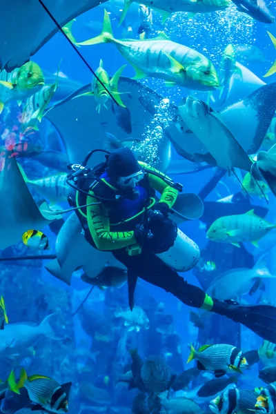 Huge aquarium in Dubai. Diver feeding fishes. — Stock Photo, Image