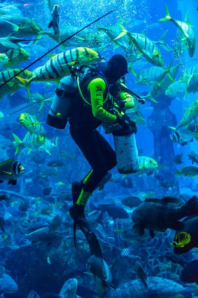 在迪拜的巨大水族馆。潜水员喂鱼. — 图库照片