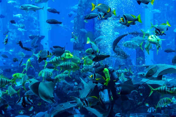 Um enorme aquário no Dubai. Mergulhador peixes de alimentação . — Fotografia de Stock