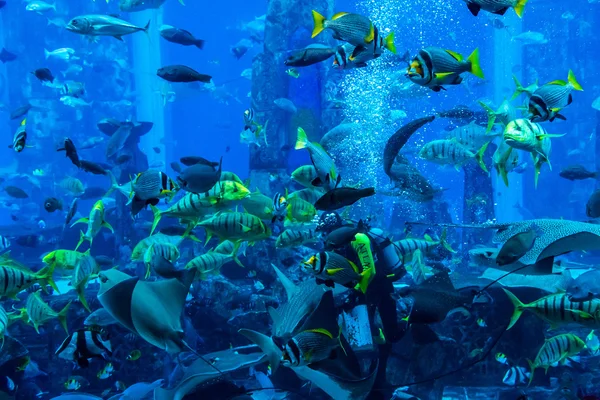 ドバイの巨大な水族館。ダイバーが魚の餌付け. — ストック写真