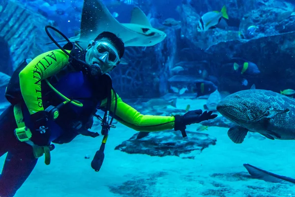 Enorme acuario en Dubai. Buceador alimentación de peces . — Foto de Stock