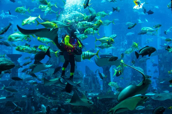 Огромный аквариум в Дубае. Рыбы-ныряльщики . — стоковое фото