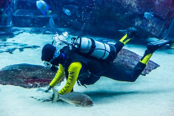 두바이 있는 거 대 한 수족관. 먹이 물고기 다이 버. — 스톡 사진