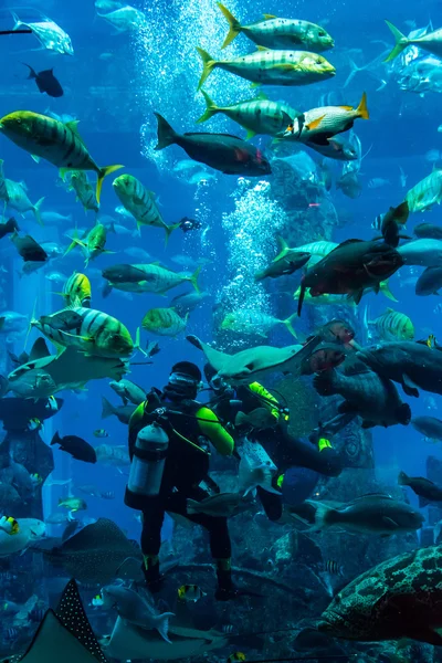 Enorme acuario en Dubai. Buceador alimentación de peces . — Foto de Stock