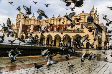 bir sürü yaşlı krakow City güvercinler.