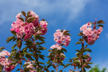 Güzel kiraz çiçeği, pembe sakura çiçek