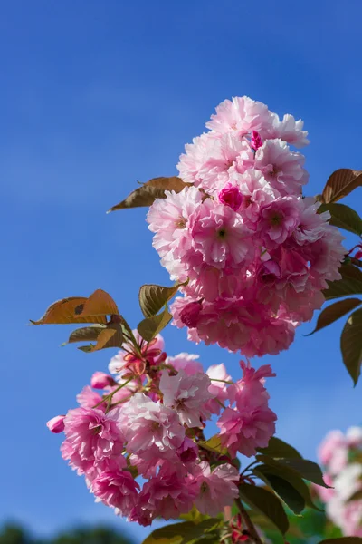 Bellissimo fiore di ciliegio, fiore di sakura rosa — Foto Stock