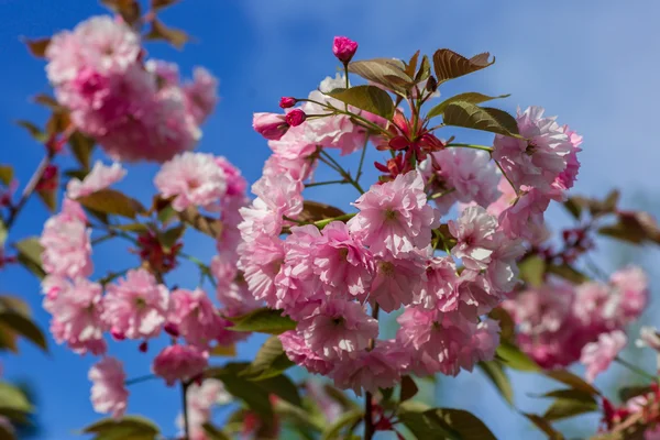 Krásný třešňový květ, růžový květ sakura — Stock fotografie