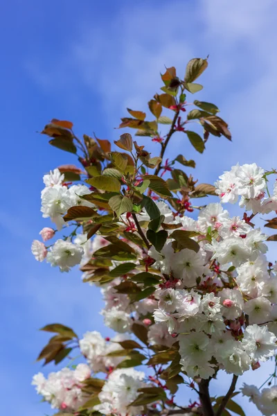 美しい桜、ピンクの桜の花 — ストック写真