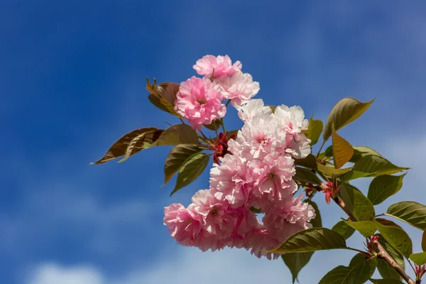 Hermosa flor de cerezo, flor de sakura rosa — Foto de Stock