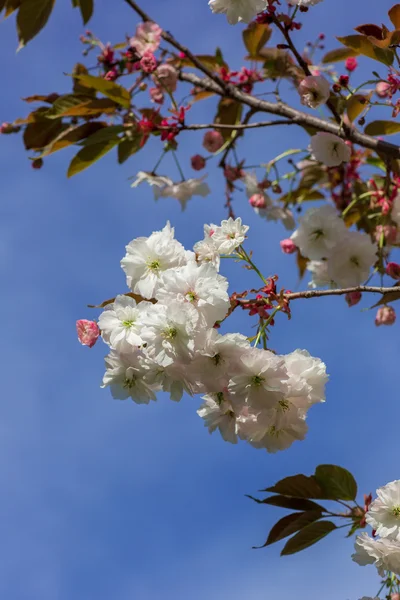 Hermosa flor de cerezo, flor de sakura rosa — Foto de Stock