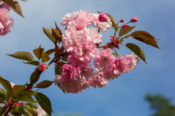 Krásný třešňový květ, růžový květ sakura — Stock fotografie