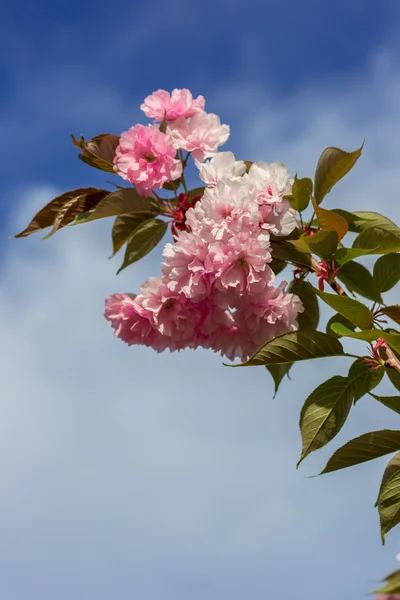 Hermosa flor de cerezo, flor de sakura rosa — Foto de Stock