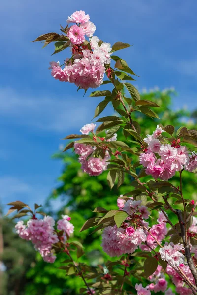 Bellissimo fiore di ciliegio, fiore di sakura rosa — Foto Stock