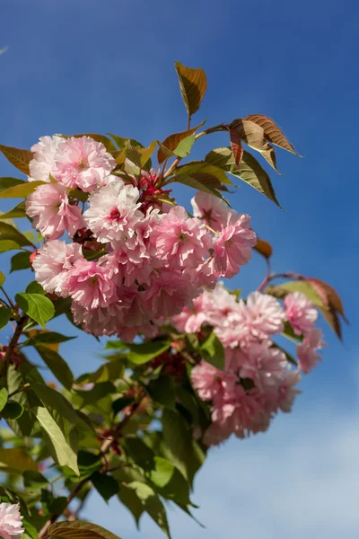 Vackra Cherry blossom, rosa sakura blomma — Stockfoto