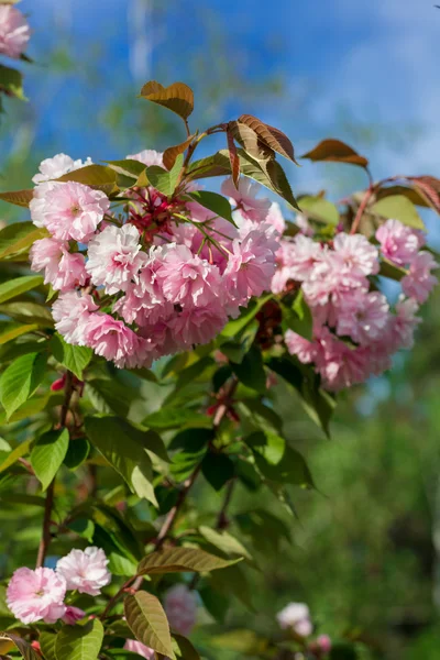 美しい桜、ピンクの桜の花 — ストック写真