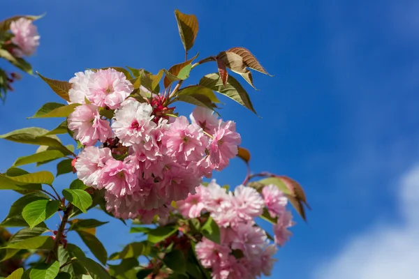 Bellissimo fiore di ciliegio, fiore di sakura rosa — Foto Stock