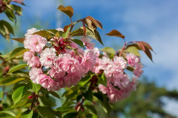 Bellissimo fiore di ciliegio, fiore di sakura rosa — Foto Stock