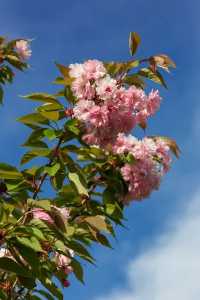 Bellissimo fiore di ciliegio, fiore di sakura rosa — Foto Stock