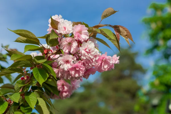Krásný třešňový květ, růžový květ sakura — Stock fotografie