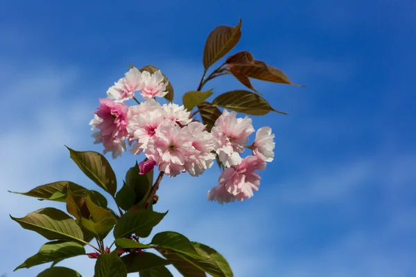 Krásný třešňový květ, růžový květ sakura — Stock fotografie