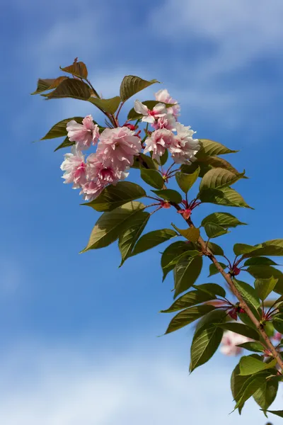 Bellissimo fiore di ciliegio, fiore di sakura rosa — Foto Stock