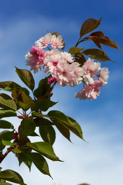 美しい桜、ピンクの桜の花 — ストック写真