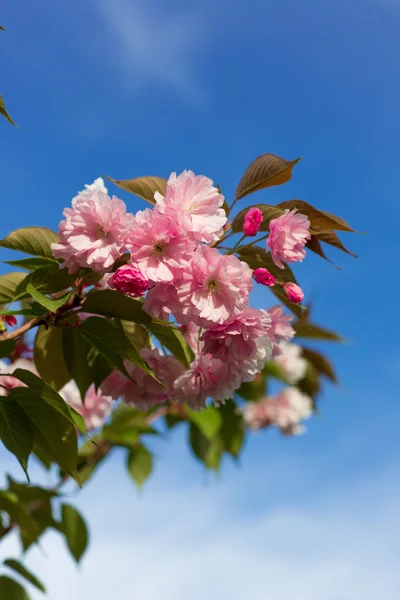 Bellissimo fiore di ciliegio, fiore di sakura rosa — Foto Stock