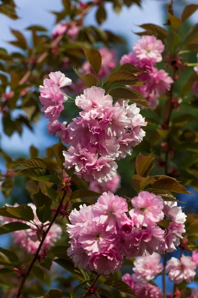 Krásný třešňový květ, růžový květ sakura — Stock fotografie