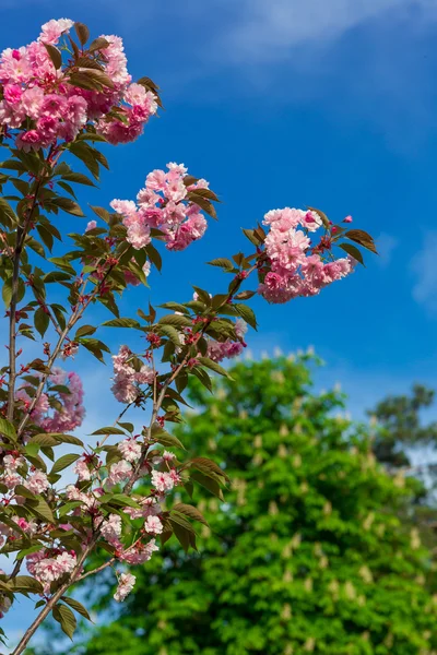 Krásný třešňový květ, růžový květ sakura — Stock fotografie