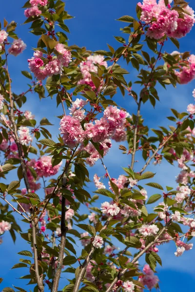 Vackra Cherry blossom, rosa sakura blomma — Stockfoto