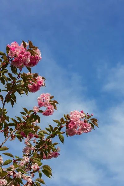 Bellissimo fiore di ciliegio, fiore di sakura rosa — Foto Stock