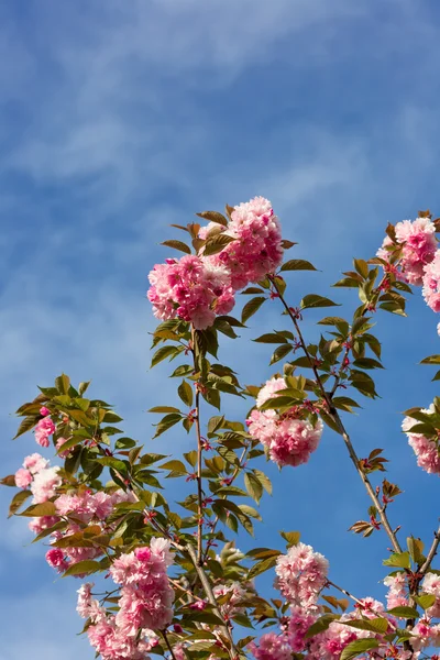 Güzel kiraz çiçeği, pembe sakura çiçek — Stok fotoğraf
